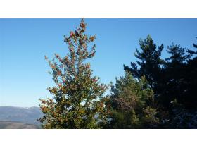 photo coins arrondis